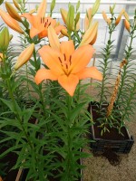 [4062 Amiga No201.JPG]